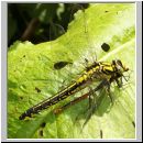 Gomphus vulgatissimus - Gemeine Keiljungfer 03 mit Opfer.jpg